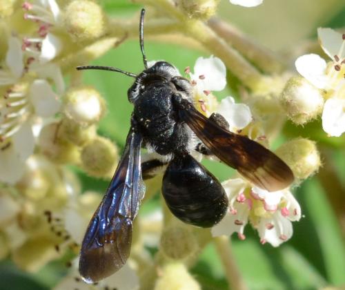 Réf. 207 470 : Andrena (afrensis-agilissima-asperrima)